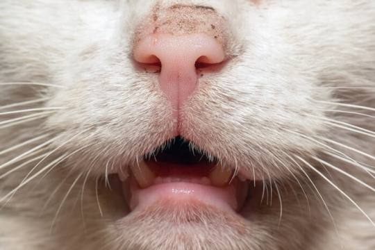 Katze Blutet Aus Dem Mund de.cats.com