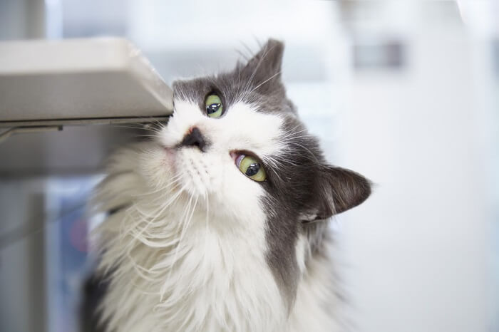 Katze reibt ihre Wange an einem Gegenstand