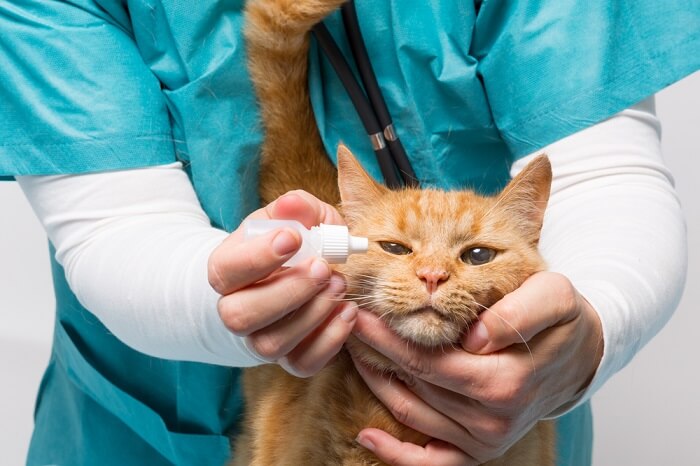 Behandlung von tränenden Augen bei Katzen