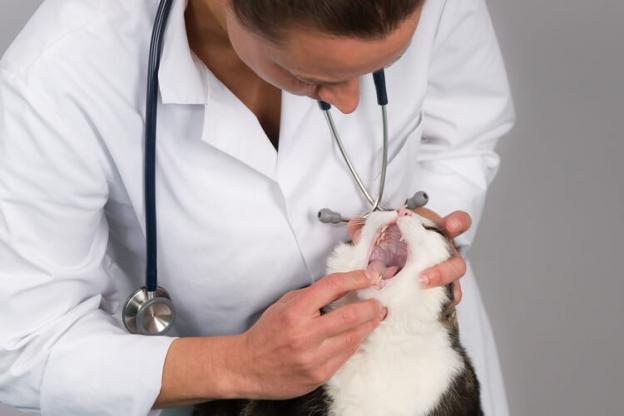 Katze Mit Tumor Im Maul Wann Einschläfern de.cats.com