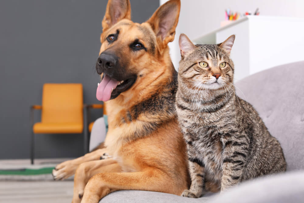 Ein Hund und eine Katze zusammen, die die Interaktion zwischen zwei verschiedenen Tierarten hervorheben.