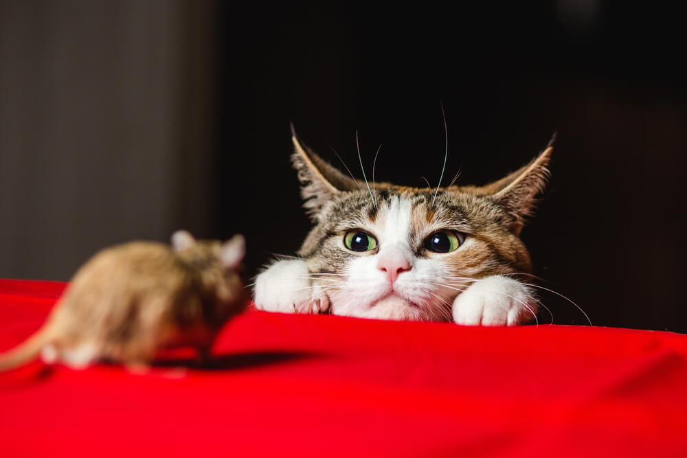 Konzentrierte Jagdkatze, die höchste Konzentration und Verfolgungsbereitschaft zeigt und die angeborenen Instinkte eines erfahrenen Raubtiers verkörpert.