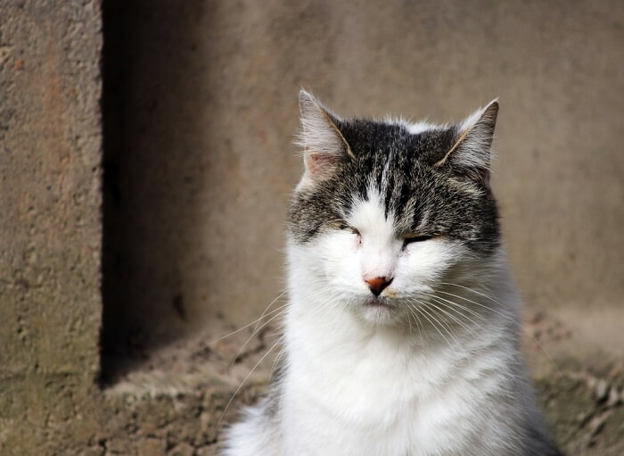 Das bereitgestellte Bild scheint eine Katze mit einer Bindehautentzündung zu zeigen, die auch als Konjunktivitis bekannt ist.