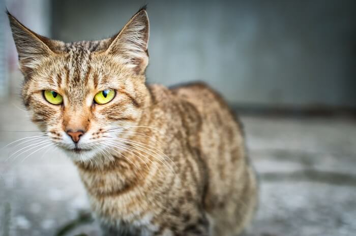 Symptome einer Lungenentzündung bei Katzen