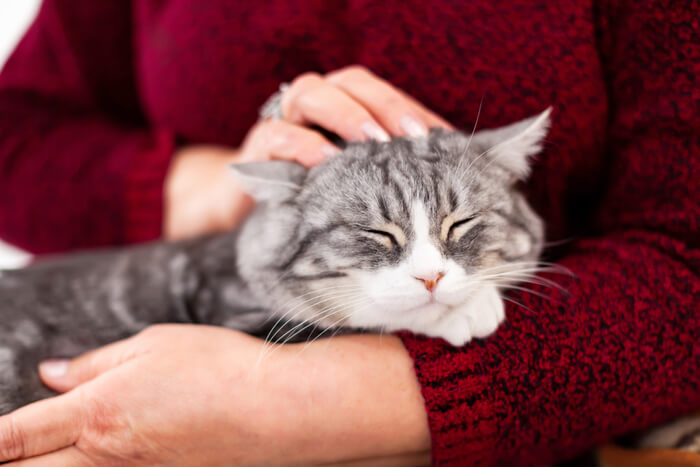 Ein illustratives Bild, das eine Katze neben dem Emblem eines Servicetiers zeigt. Das Bild beleuchtet die Frage, ob Katzen als Servicetiere dienen können, und lädt zu einer Diskussion über die Rollen und Fähigkeiten verschiedener Tiere ein, bedürftigen Personen Hilfe und Gesellschaft zu leisten.