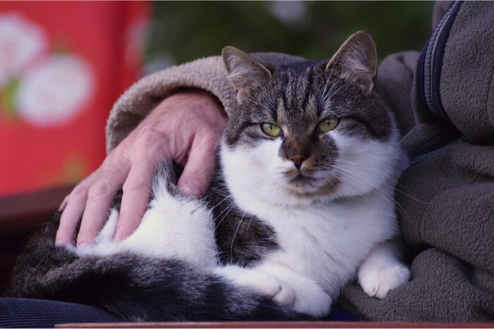 Katze sitzt bequem auf dem Schoß ihres Besitzers