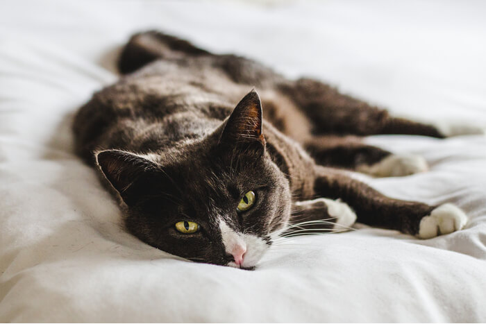 Ein vorgestelltes Bild zum Thema Krebs bei Katzen, das das Thema Katzengesundheit und Krebsbewusstsein hervorhebt.