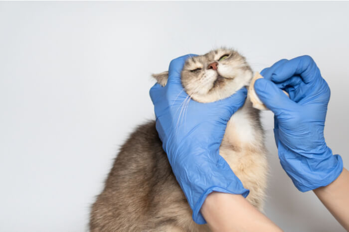 Bild im Zusammenhang mit der Behandlung von Akne bei Katzen, das Lösungen und Pflege für Hautprobleme bei Katzen hervorhebt.