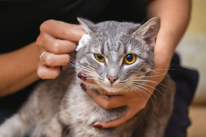 Behandlung von Ohrenausfluss bei Katzen