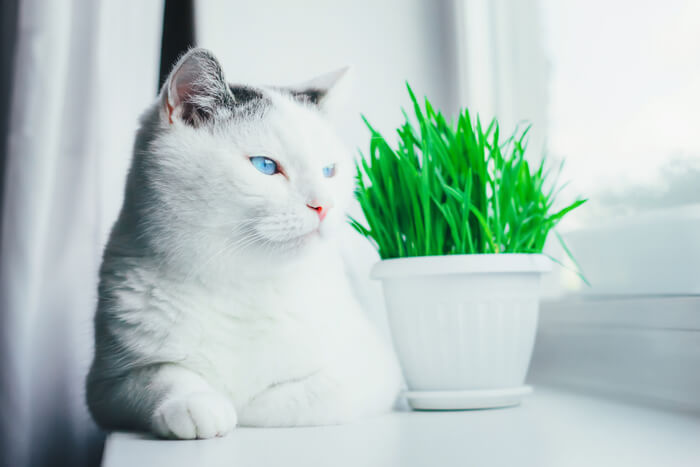 Katze mit Katzengras