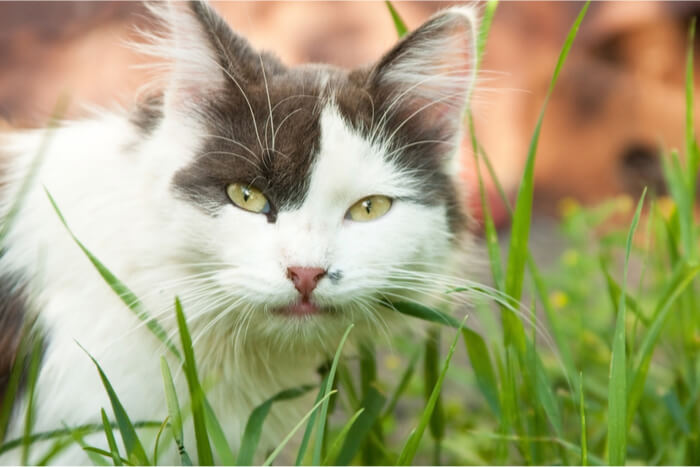 Eine entzückende grau-weiße Katze sitzt inmitten eines Bettes aus üppigem grünem Katzengras und schaut neugierig in die Kamera.