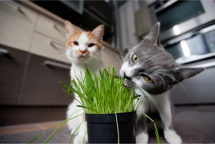 Katzen fressen Gras