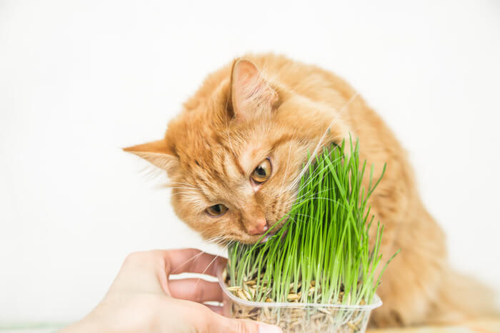 Katze frisst Gras