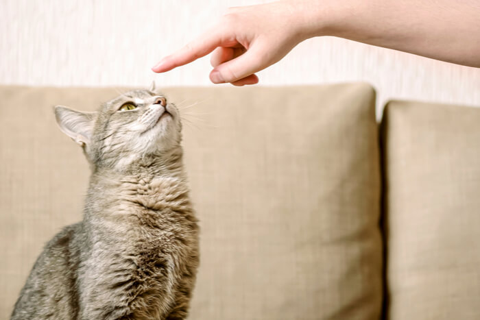 Trick mit der Katze, die auf den Finger zielt