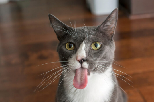 10 wenig bekannte Fakten über die Zunge Ihrer Katze