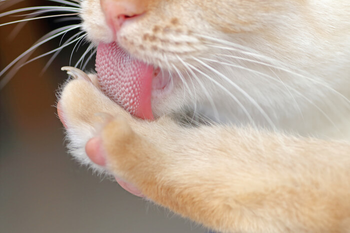 Nahaufnahme der Zunge einer Katze während der Selbstreinigung. Die strukturierte Oberfläche und das natürliche Putzverhalten sind deutlich zu erkennen.