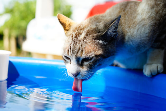 Katze trinkt mit der Zunge