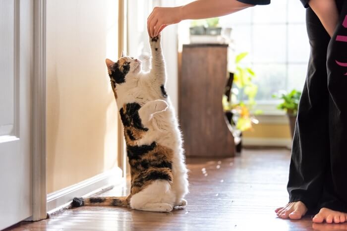 Bild einer dreifarbigen Katze, die Kunststücke vorführt.