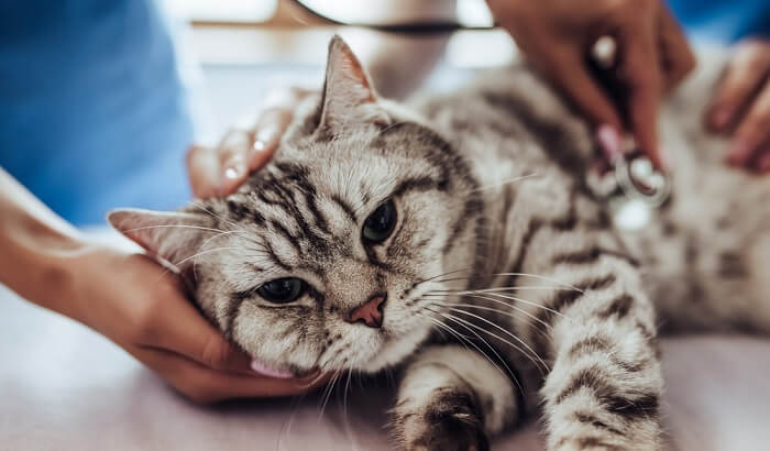 Hyperkalzämie bei Katzen