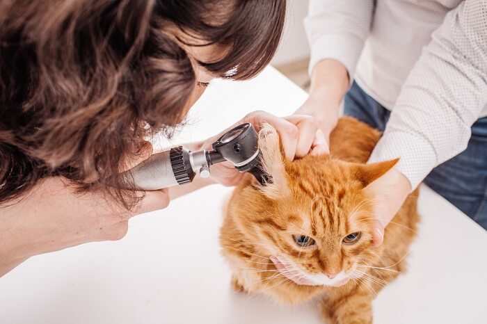 Orangefarbene Katze lässt beim Tierarzt ihre Ohren untersuchen