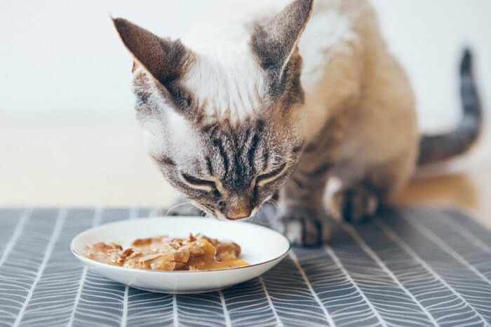 Getreidefreie Ernährung für Katzen