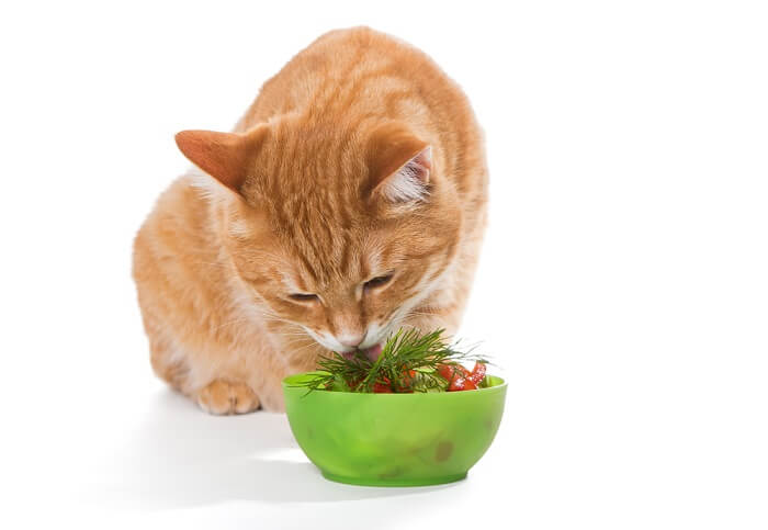 Katze isst Salat