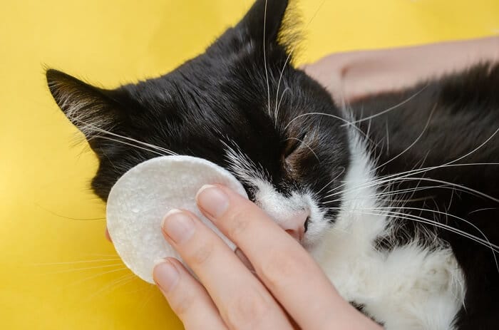 Behandlung von tränenden Augen bei Katzen