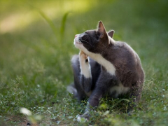 A gray and white cat sitting in the grass