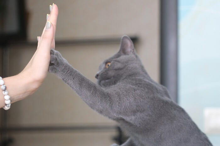 Katze und Mensch geben sich ein High Five