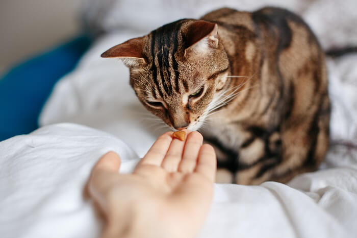 Person, die einer Katze ein Leckerli gibt