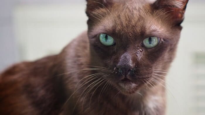 Ursachen für tränende Augen bei Katzen