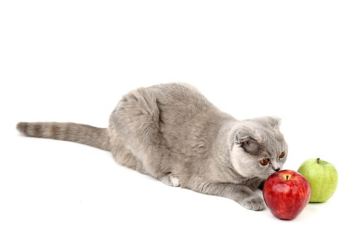 Liebenswerte Katze mit einem Apfel, die eine entzückende Szene schafft