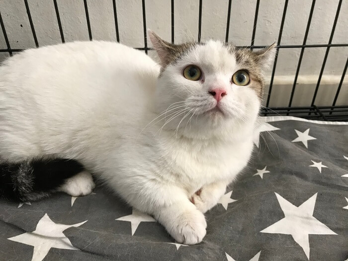 Ein Bild einer Munchkin-Katze in einer Tierklinik, möglicherweise während einer Kontrolluntersuchung oder medizinischen Untersuchung, das die Bedeutung der regelmäßigen Gesundheitsversorgung von Haustieren unterstreicht.