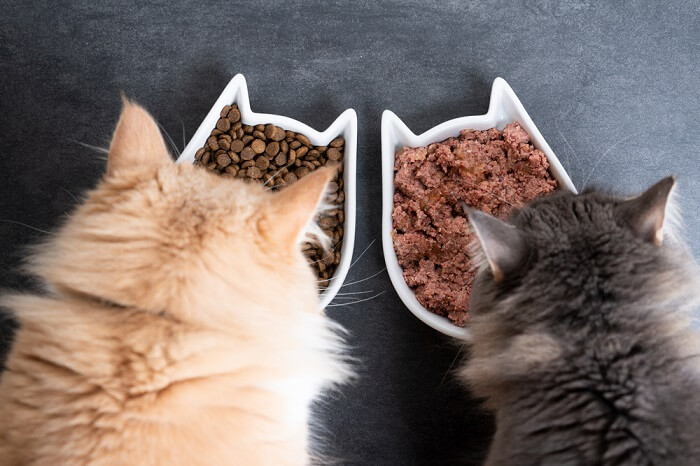 Zwei Katzen beim Fressen