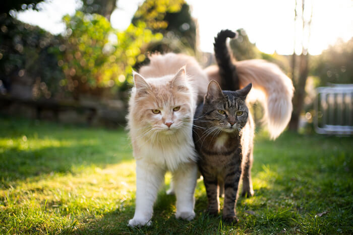 Zwei Katzen laufen dicht beieinander