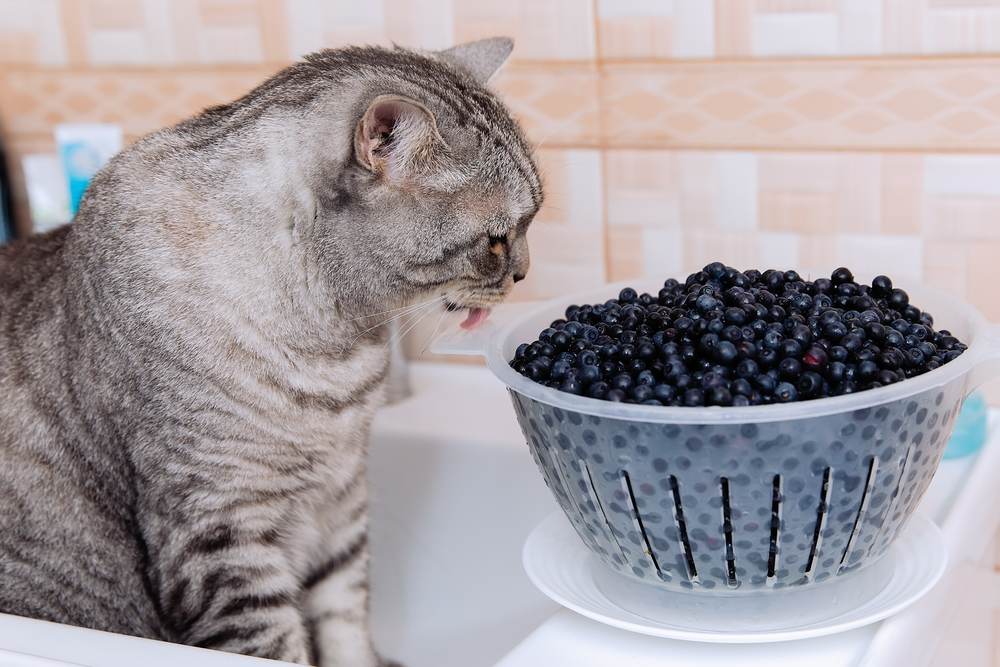 Katze betrachtet fasziniert Blaubeeren in einer Schüssel