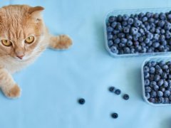 Cat sitting near a bowl of blueberries, showing curiosity