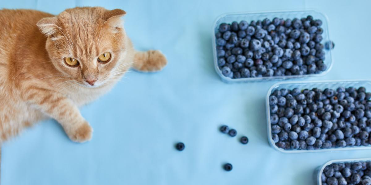 Katze sitzt neben einer Schüssel Blaubeeren und zeigt Neugier