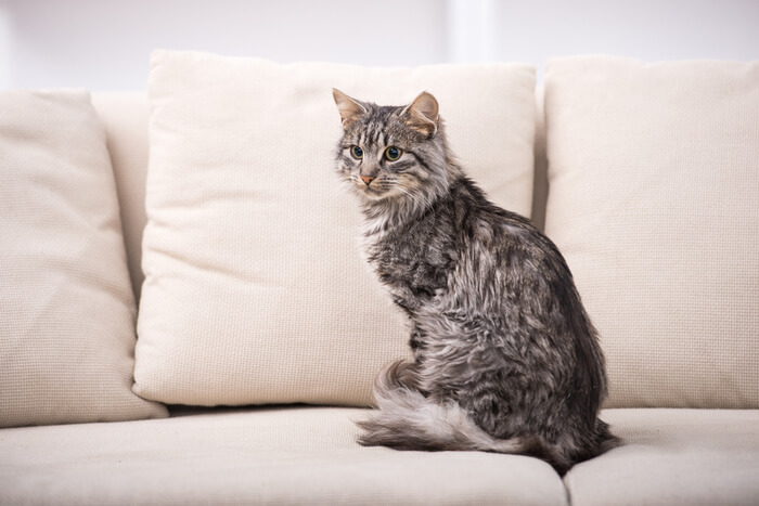 Katze sitzt auf dem Sofa und hat ihren Schwanz um die Pfoten gewickelt