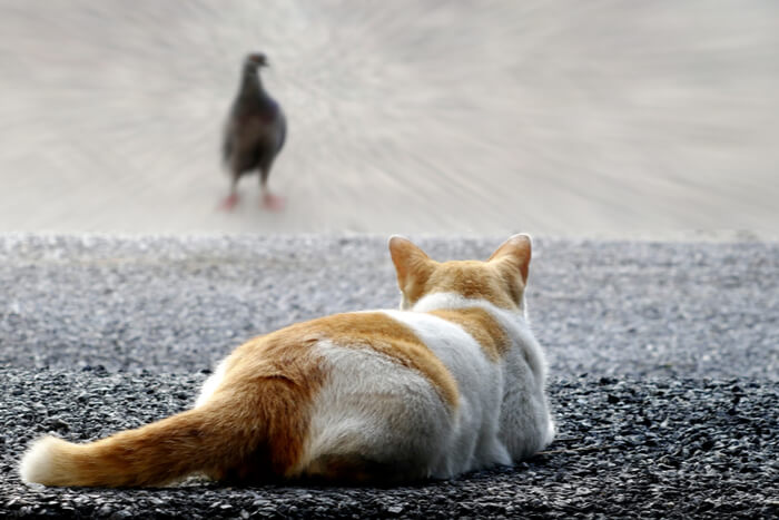 Katze verfolgt Vogel mit auf den Boden gedrücktem Schwanz