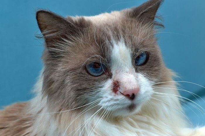 Dermatitis bei Katzen ist eine häufige Hauterkrankung, die die Bedeutung der Hautgesundheit bei der Katzenpflege unterstreicht.