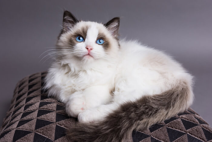 Bild eines freundlichen Ragdoll-Kätzchens, bekannt für sein sanftmütiges Wesen und seine auffallend blauen Augen, in einer liebenswerten und charmanten Pose.