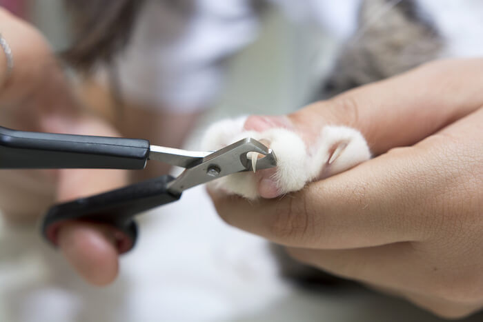 Visuelle Schritt-für-Schritt-Anleitung zum Schneiden der Krallen einer Katze mit klaren Anweisungen für eine sichere und wirksame Krallenpflege.