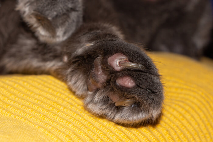 So schneiden Sie Katzenkrallen.