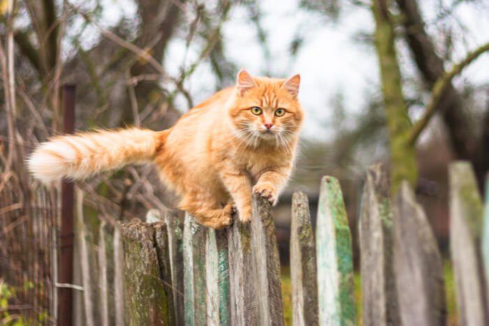 Orangefarbene Katze klettert auf Zaun