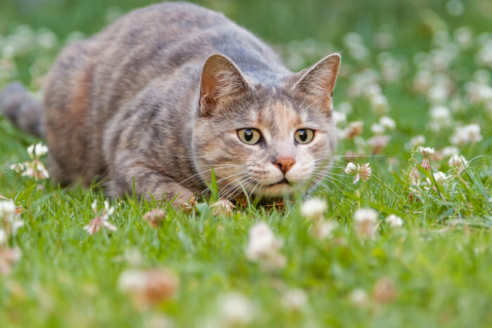 Katze springt im Hof herum