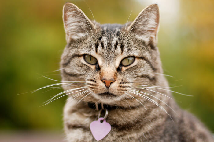 Katze mit Halsband und Anhänger