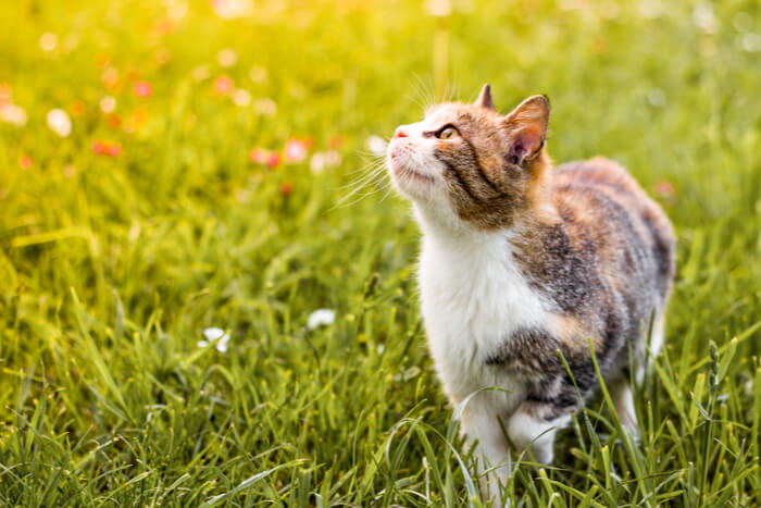 Katze im Freien