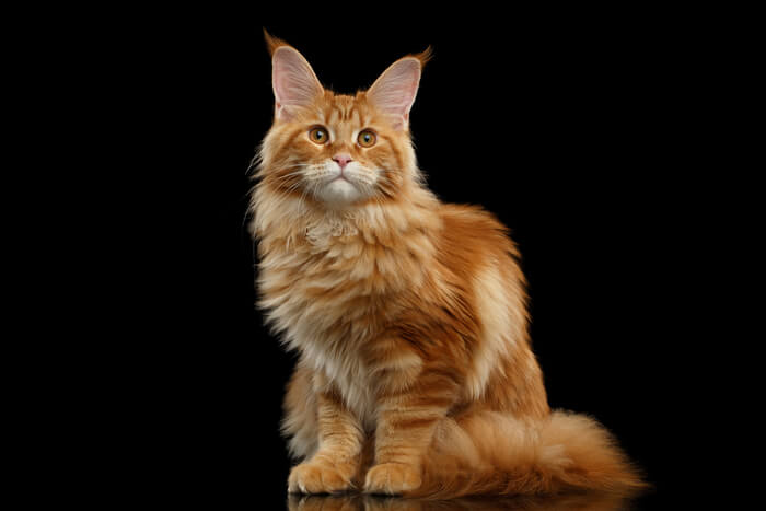 Maine Coon Katze