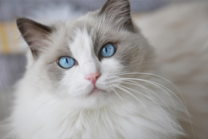 Ragdoll-Katze